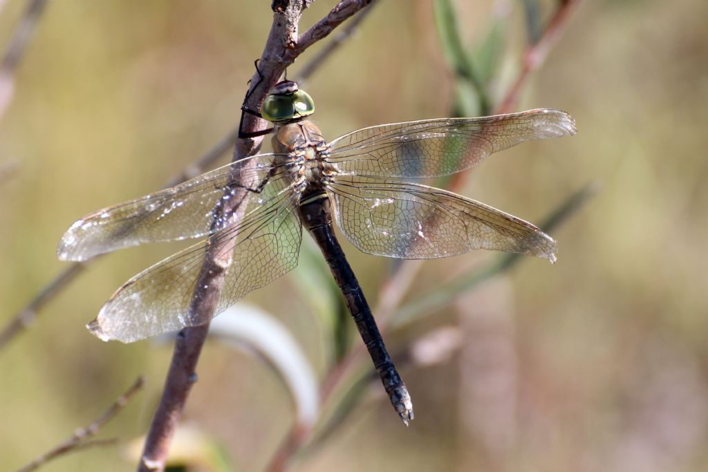 Anax parthenope femmina?